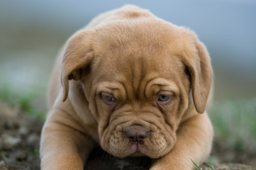 Dogue de bordeaux