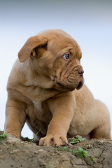 Obraz premium Dogue de bordeaux