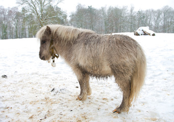 pony in snow