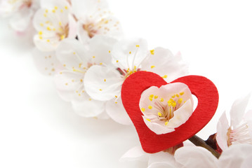 Obraz na płótnie Canvas Heart and sakura.