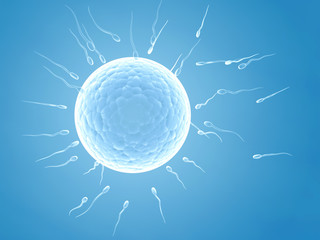 Fototapeta na wymiar Spermatozoons, floating to ovule