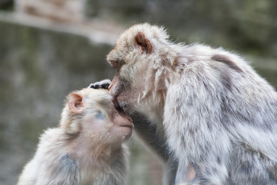 Monkey mum kissing baby monkey