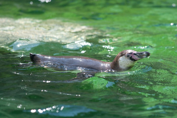 Fototapeta premium Spheniscus penguins (wedge-shaped)