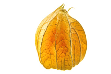 Physalis isolated on white background
