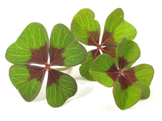 Glücksklee © ExQuisine