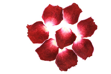 rose petals isolated on white