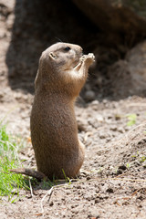Mongoose (Herpestidae) in the sand eating grass