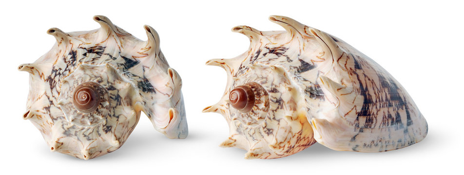 Isolated seashells. Two exotic spiral sea shells isolated on white background