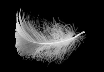 Small white feather isolated on black background