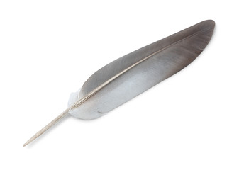 Isolated feather. One grey feather isolated on white background