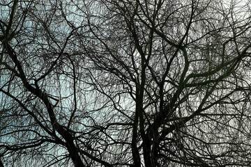 Branches nues