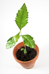 Steckling Longan-Baum