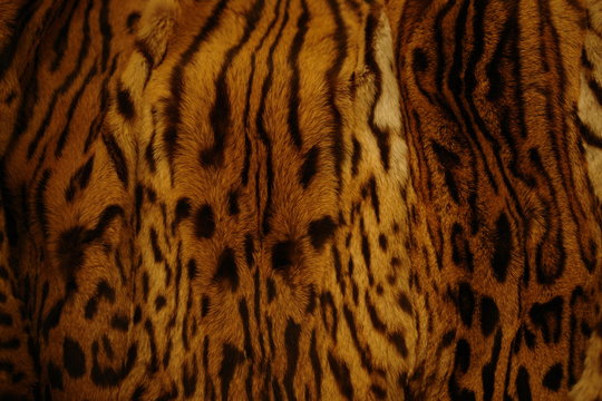 Hintergrund / Leopard