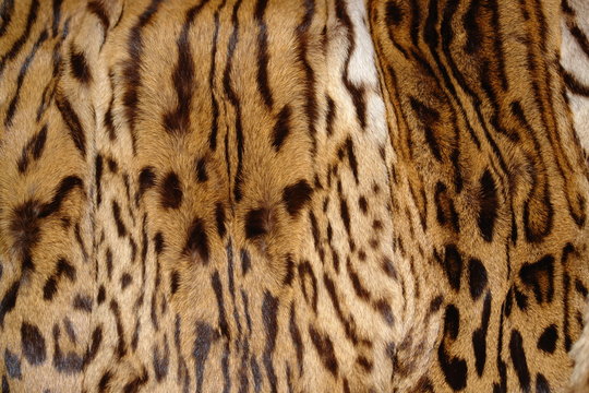 Hintergrund / Leopard