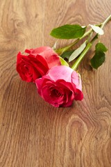 red romantic rose