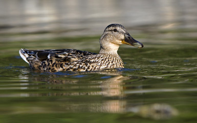 Female mallard duck