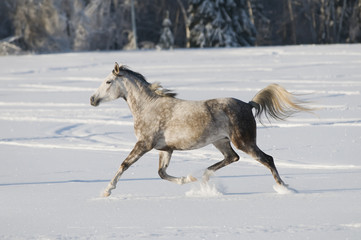 Fototapeta na wymiar Biały Koń uruchamia Kłus