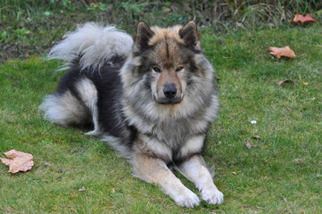 Eurasier