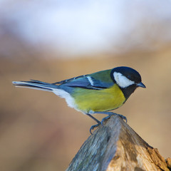 Fototapeta premium Blue Tit - Parus major