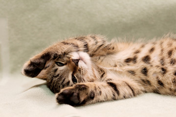 Tabby cat lying on bed