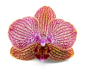 Elegant orchidea