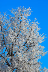 Winter rural landscape.