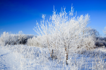 Winter rural landscape.