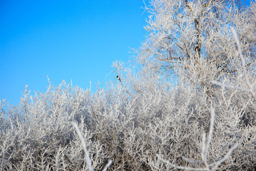 Winter rural landscape.
