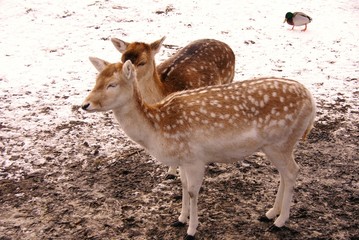 Roe deer in the winter