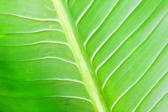 Green lefs of tropical flower
