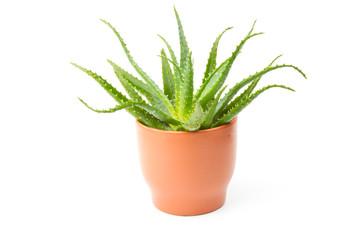 Aloe arborescens isolated on a white background with