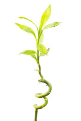Lucky bamboo isolated on a white background with