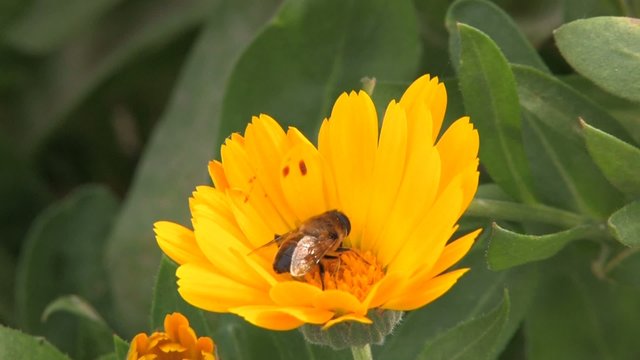 Bee on yellow flower