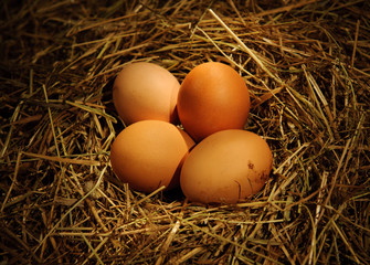 Four chicken eggs in the nest