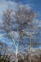 Winter Silver Birch Trees