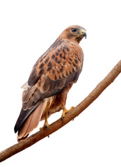 Long-legged Buzzard