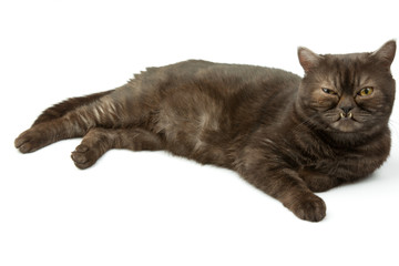 British cat isolated on white