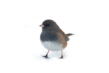 Isolated Dark-eyed Junco