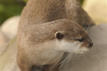 Asian Short-clawed Otter