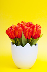 Colorful tulip flowers in the white pot