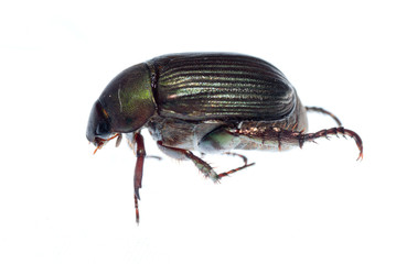 scarab beetle