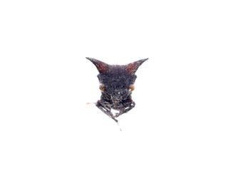 horn cicada isolated
