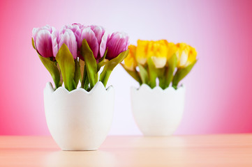 Colorful tulip flowers in the white pot