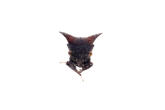 horn cicada isolated