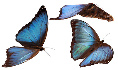 Obraz premium 3 motyle morpho