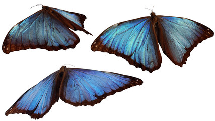 3 morpho butterflies flying away