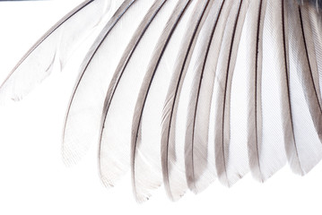 bird wing feather