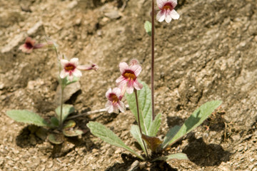 Chinese Wild Flowers Outside Beijing, China