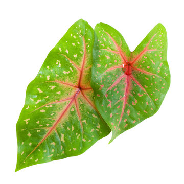 Heart Shaped Tropical Calladium Isolated
