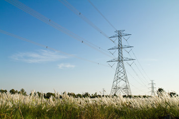 Electric tower over the reed field
